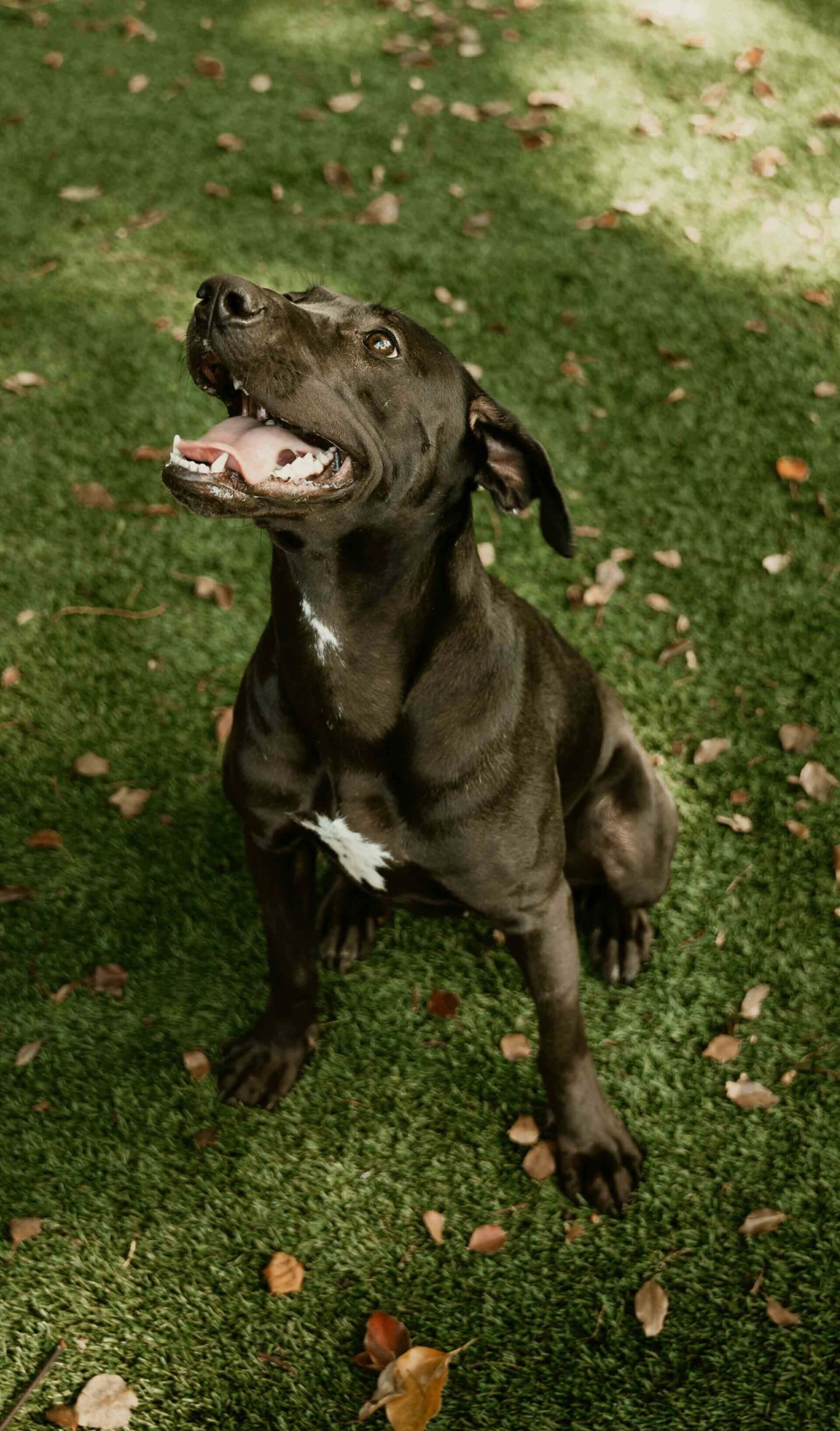 pet friendly puppers at vesta bouldercrest apartments in atlanta