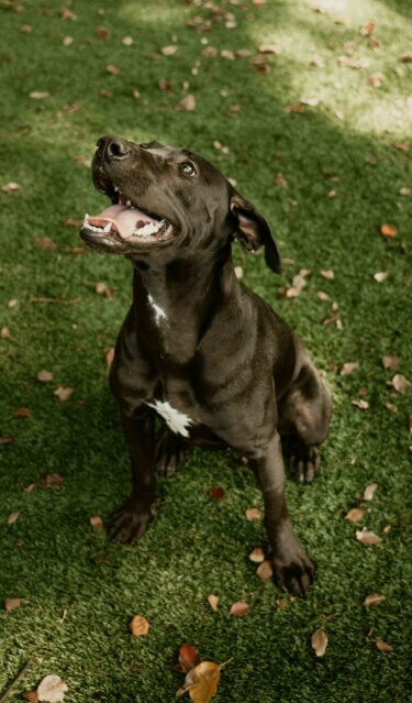 pet friendly puppers at vesta bouldercrest apartments in atlanta